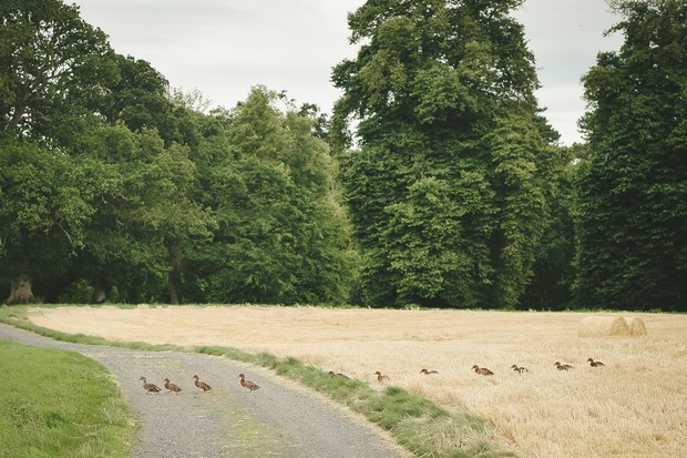 24_Ducks_crossing_road_in_line_Irish_countryside_nature