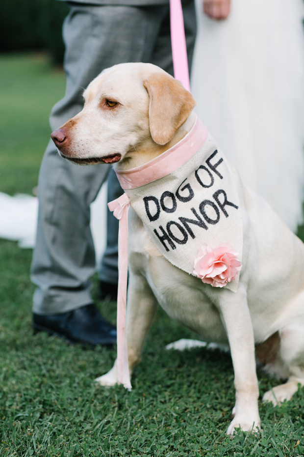 22 of the Most Adorable Dogs at Weddings