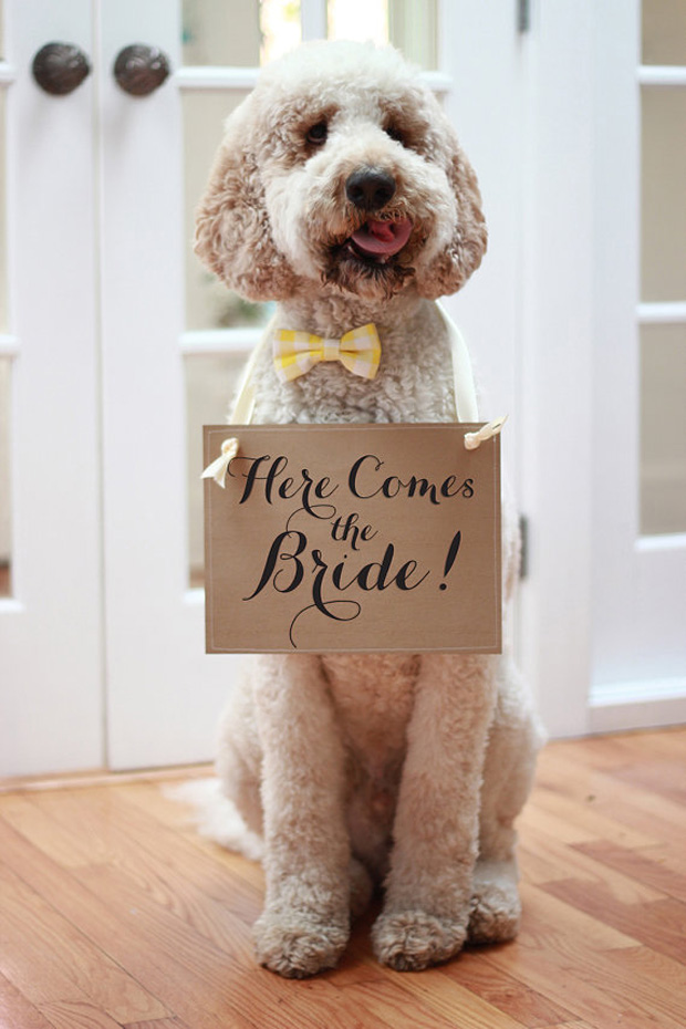 22 of the most adorable dogs at weddings weddingsonline