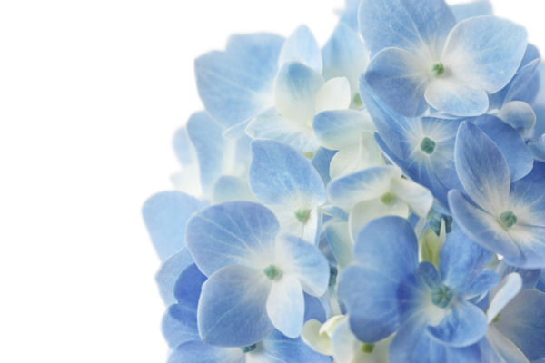 blue hydrangeas blue hydrangeas