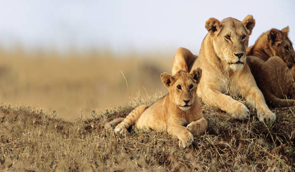 National Park in Kenya National Park in Kenya